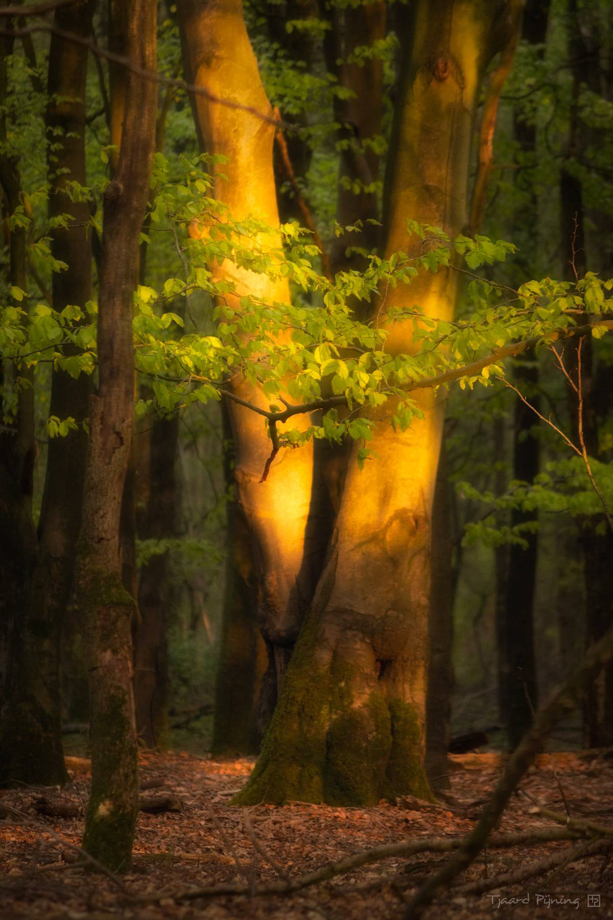 Kus van de zon - Tjaard Pijning Fotografie