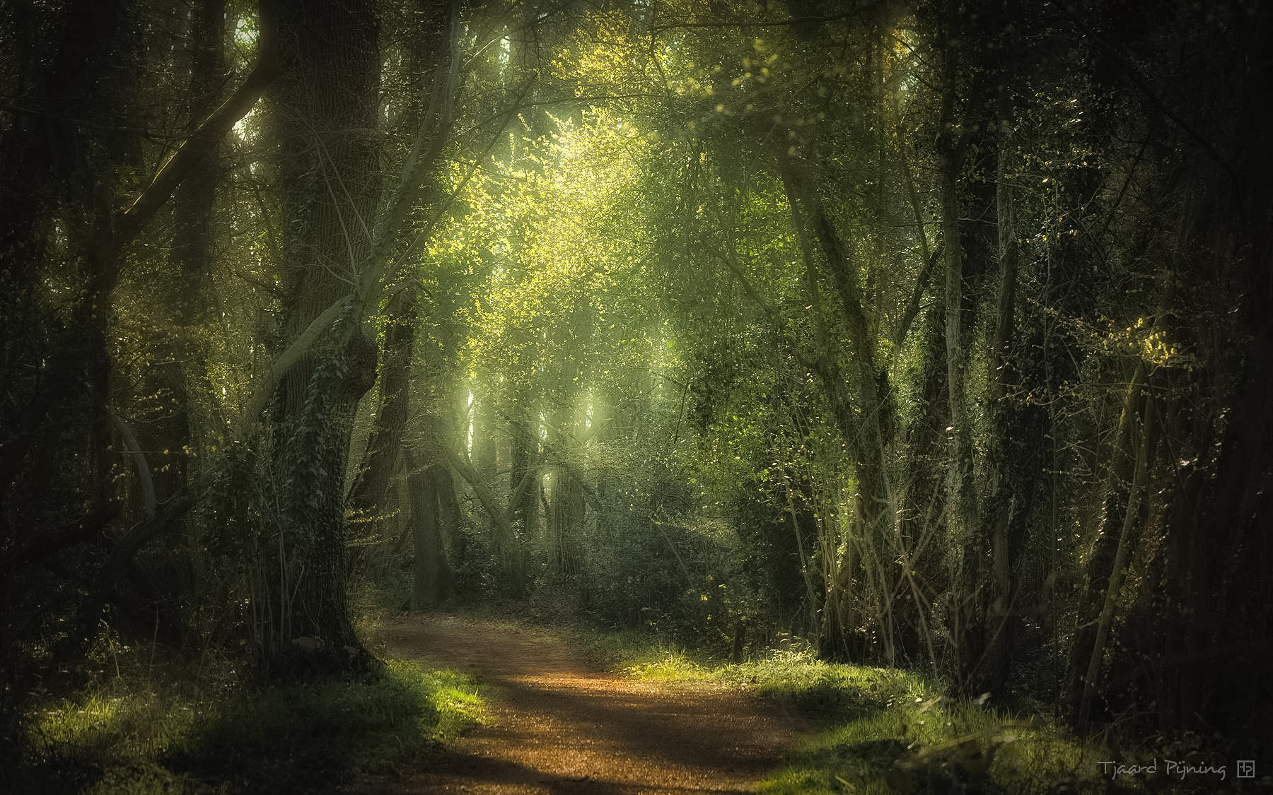 Magisch tegenlicht - Tjaard Pijning Fotografie