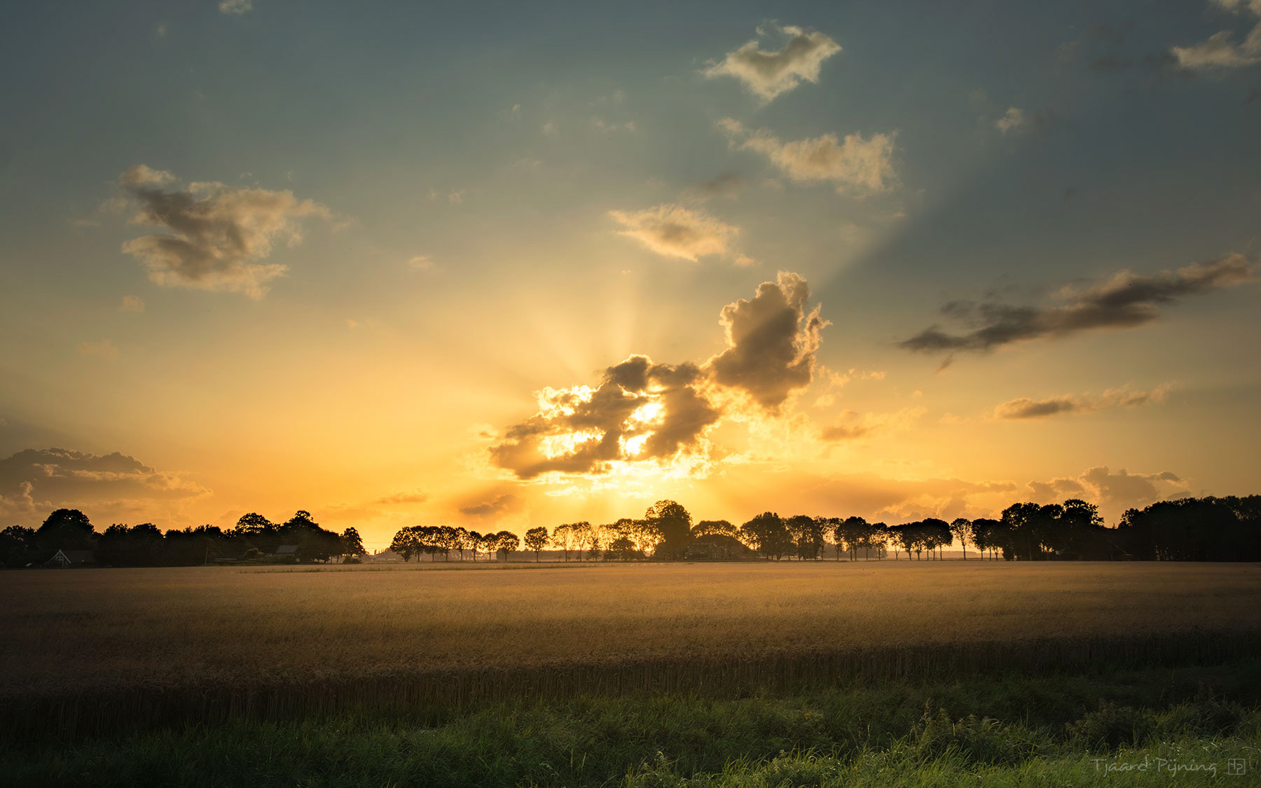 Goud - Tjaard Pijning Fotografie