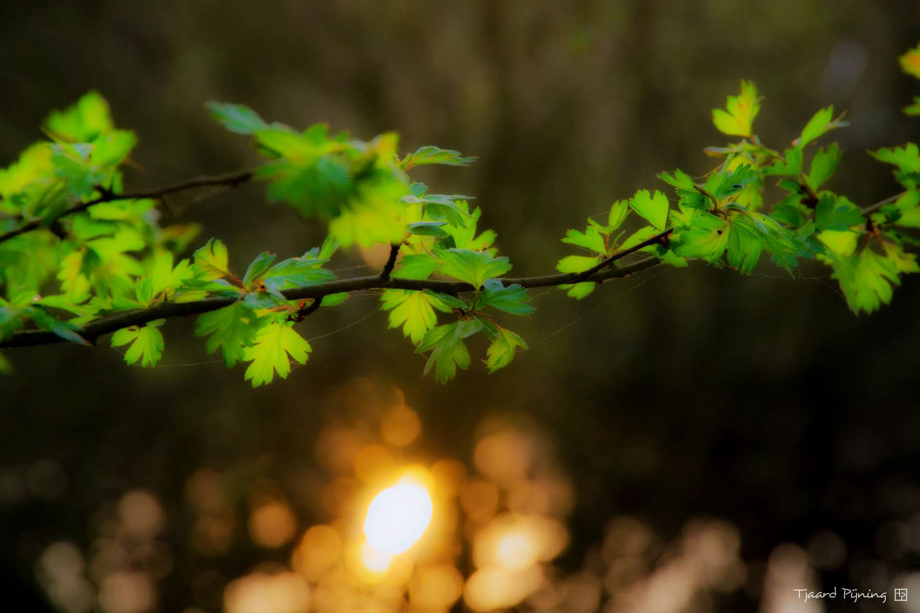Tegenlicht - Tjaard Pijning Fotografie