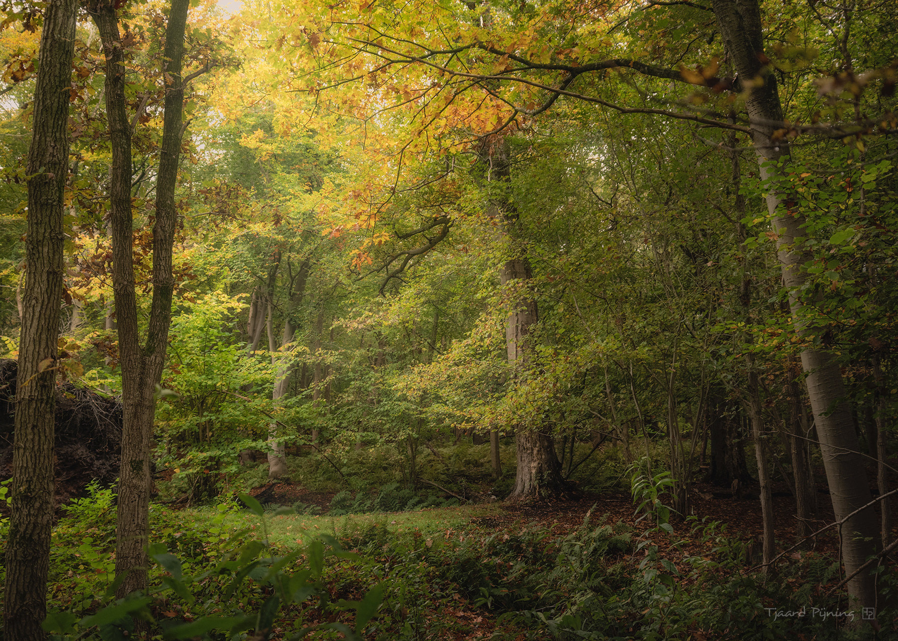 Herfst - Tjaard Pijning Fotografie