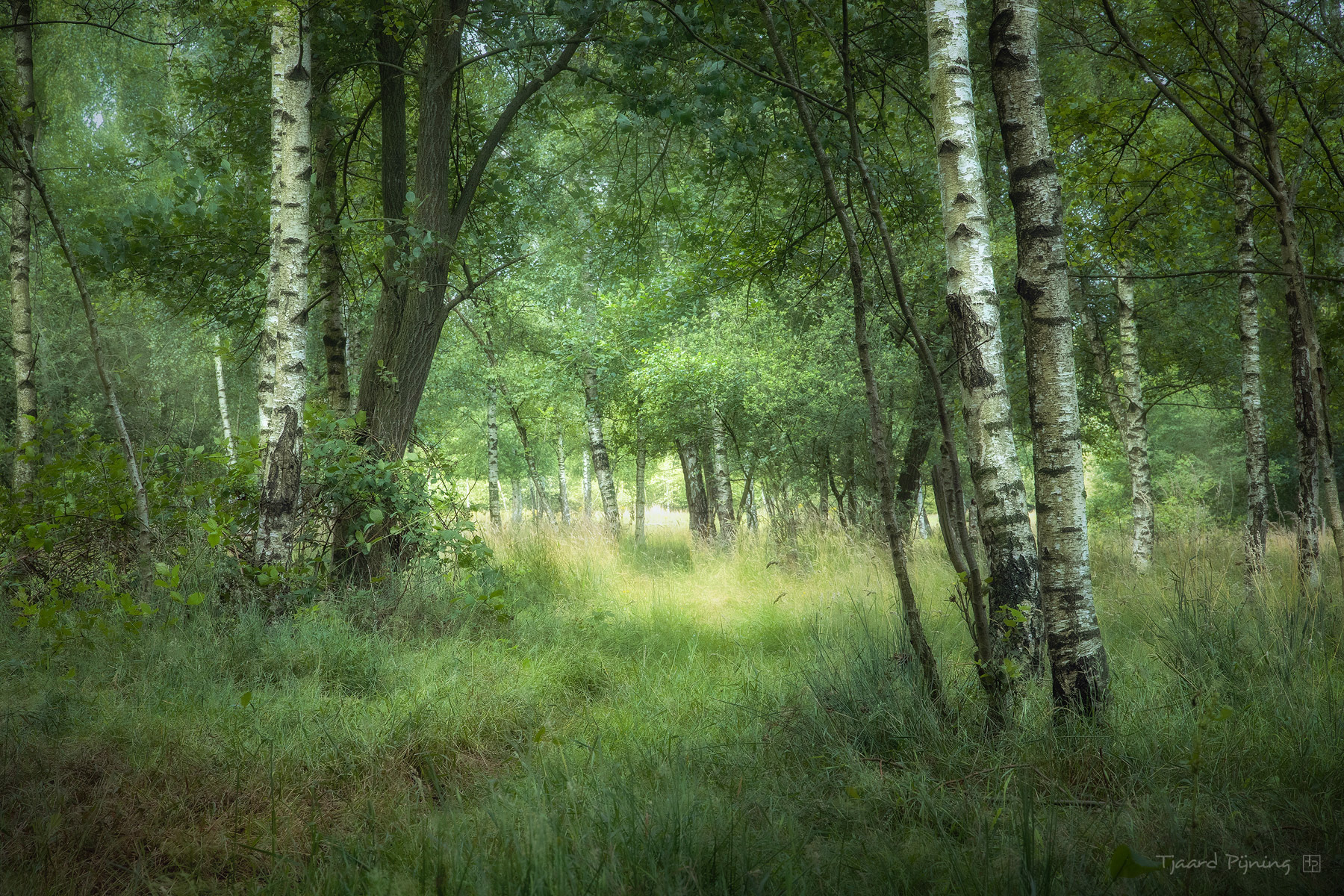 Berken - Tjaard Pijning Fotografie