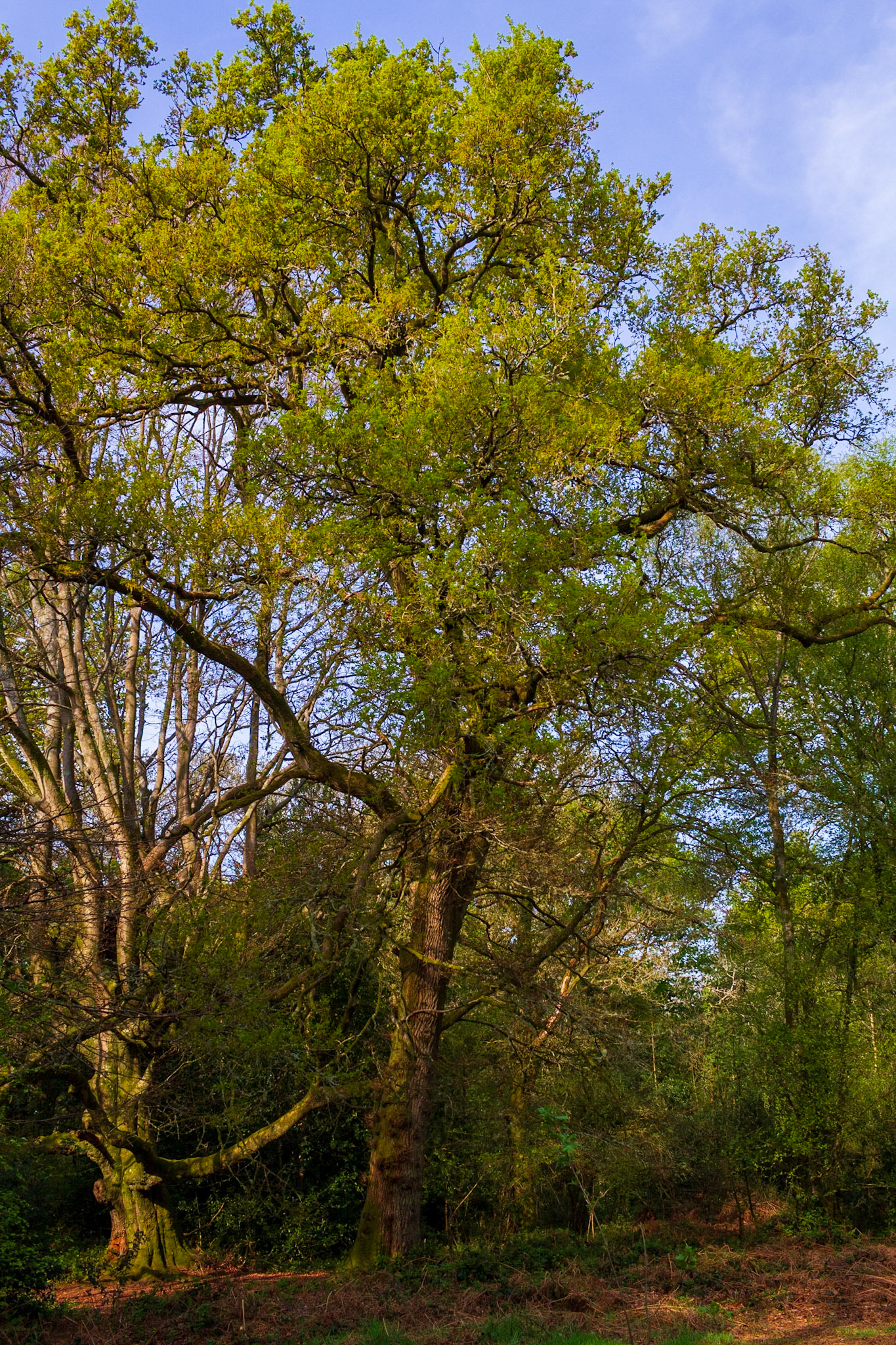 Knight Wood