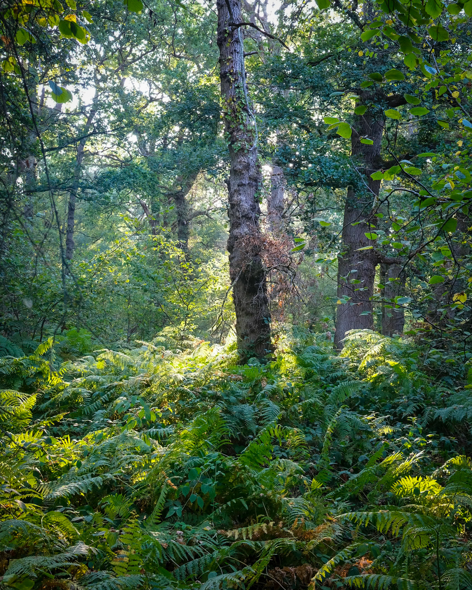 Knight Wood