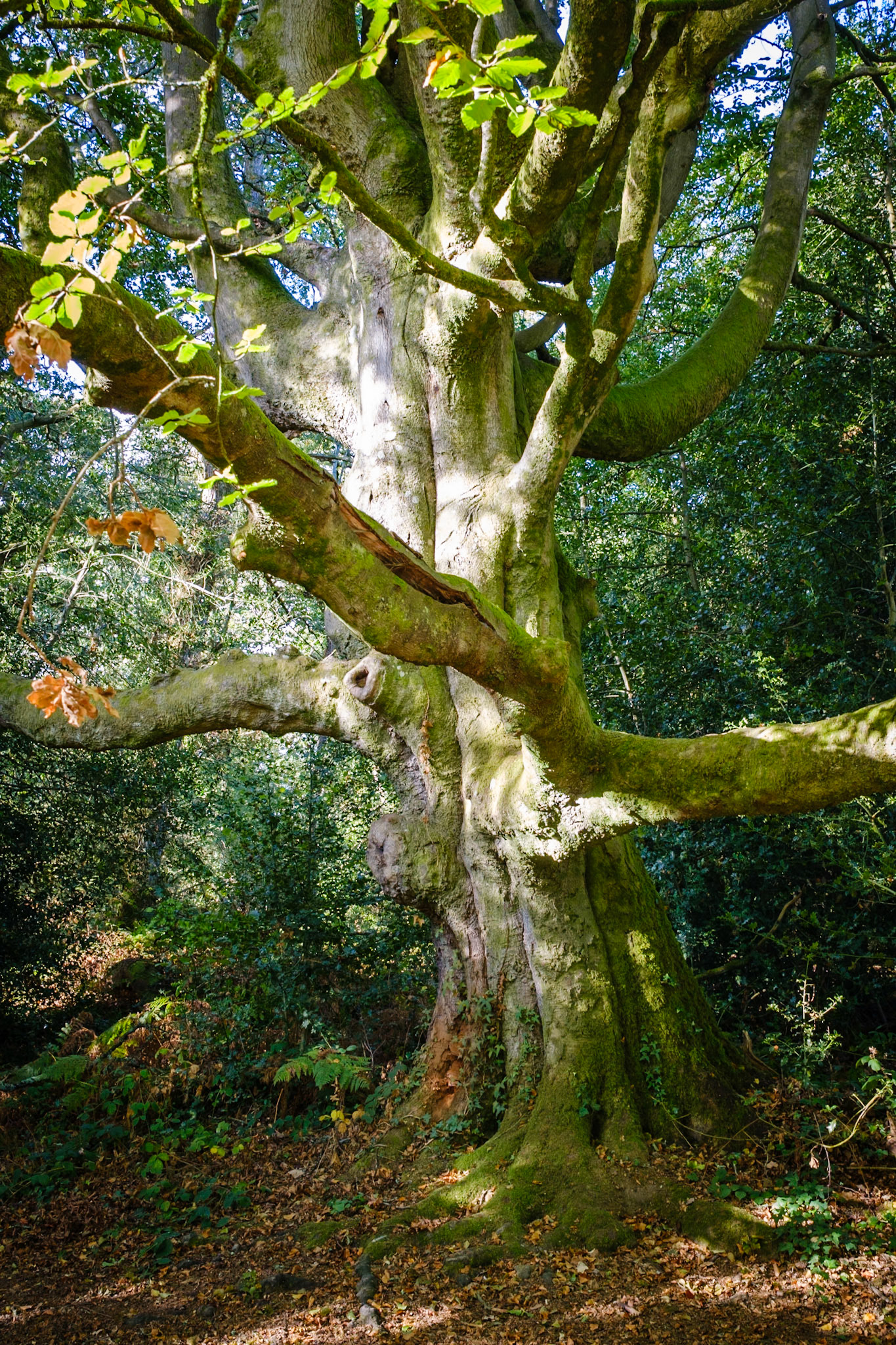 Knight Wood