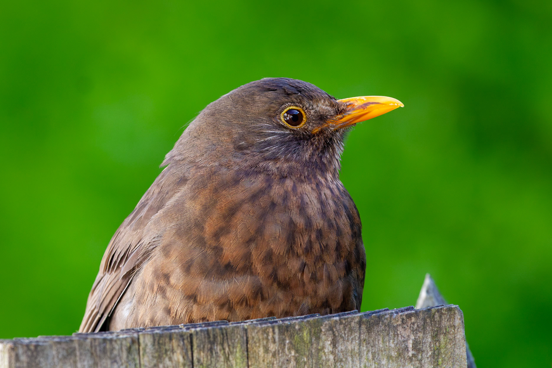 Mrs Blackbird