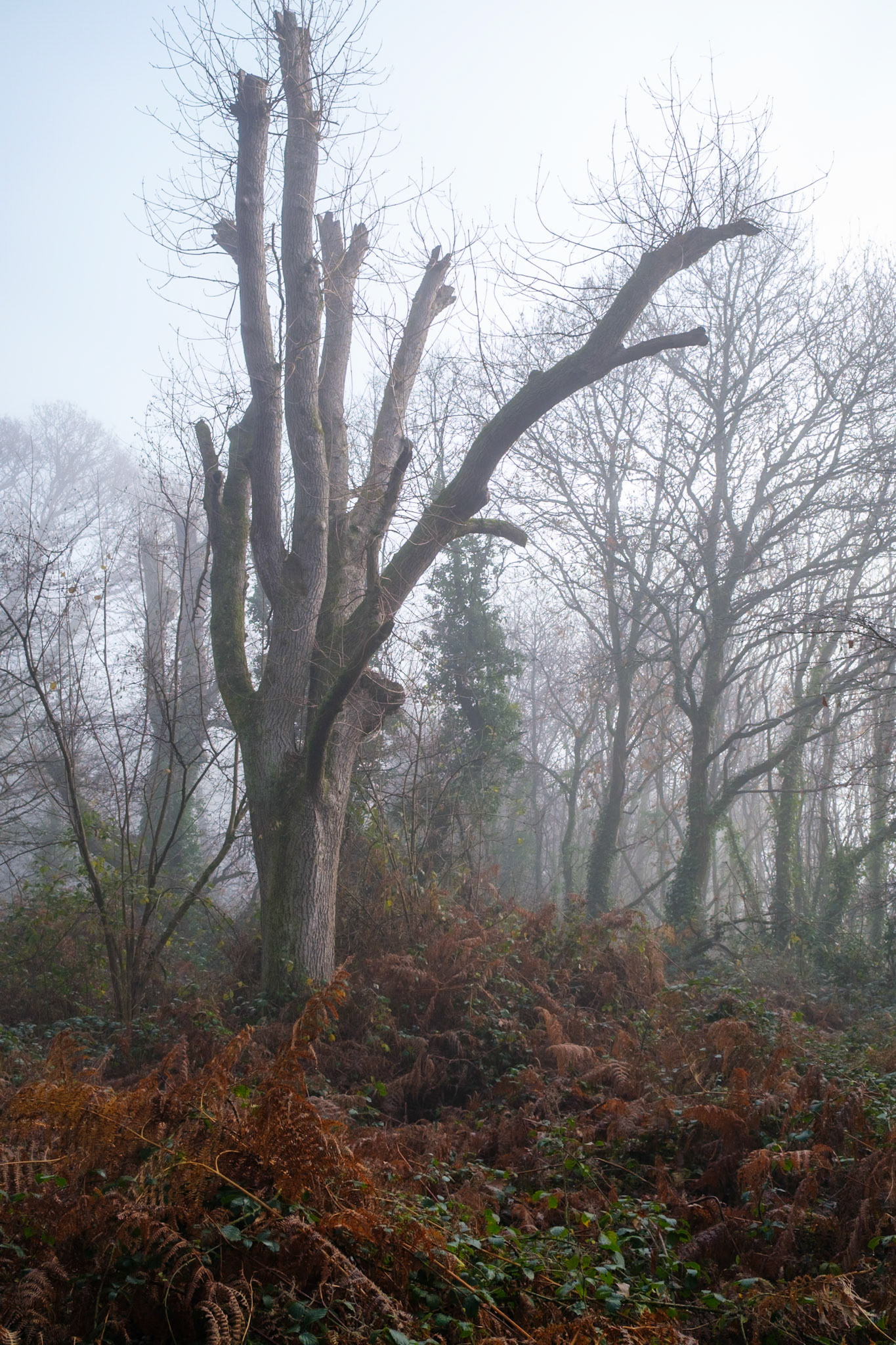 Knight Wood