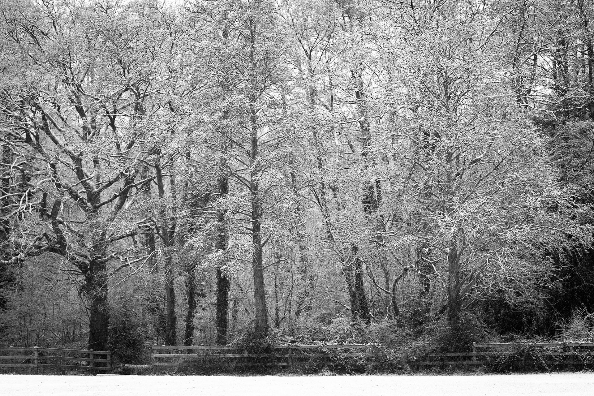 Snow in Knightwood