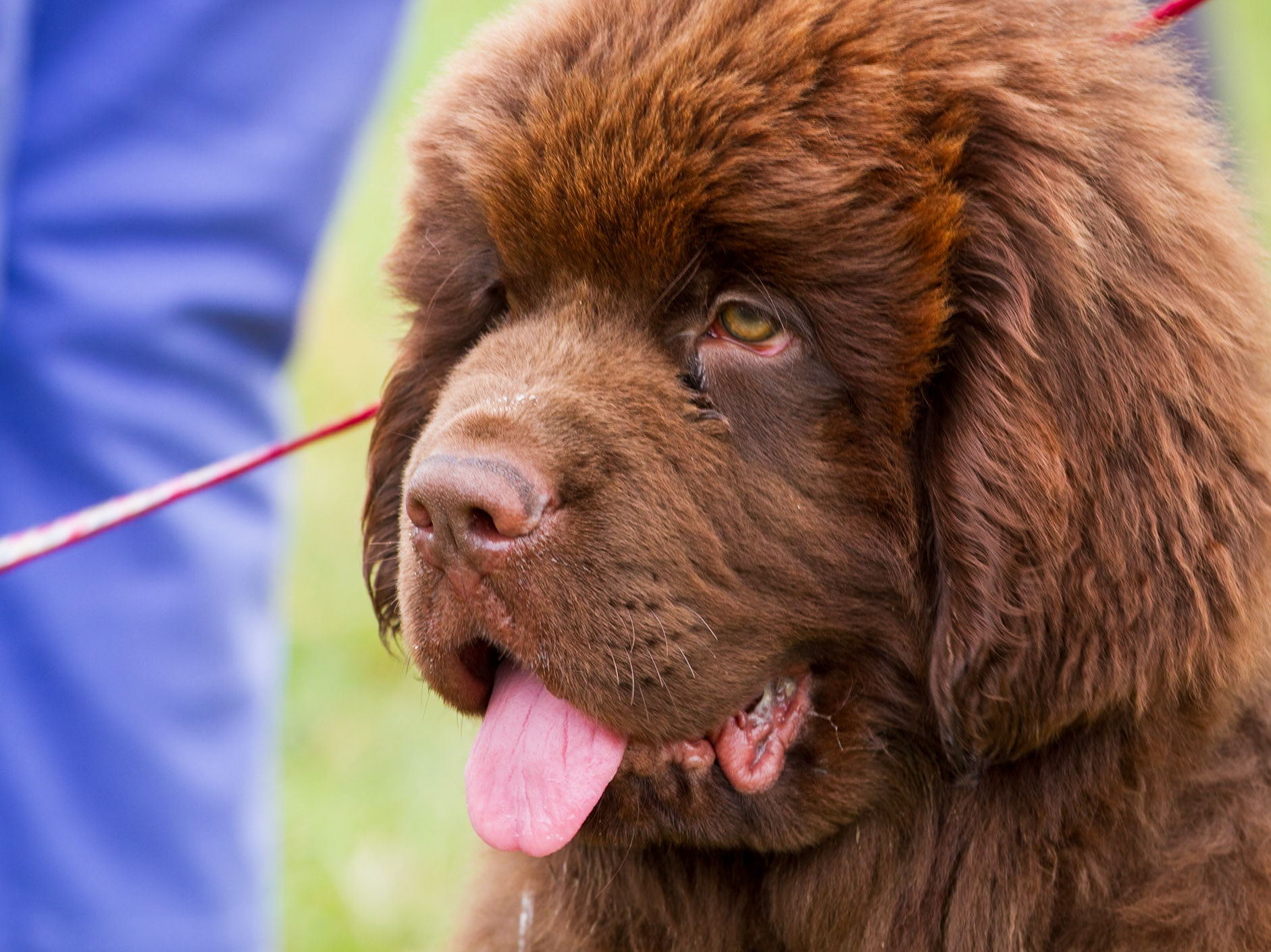 Dog Show