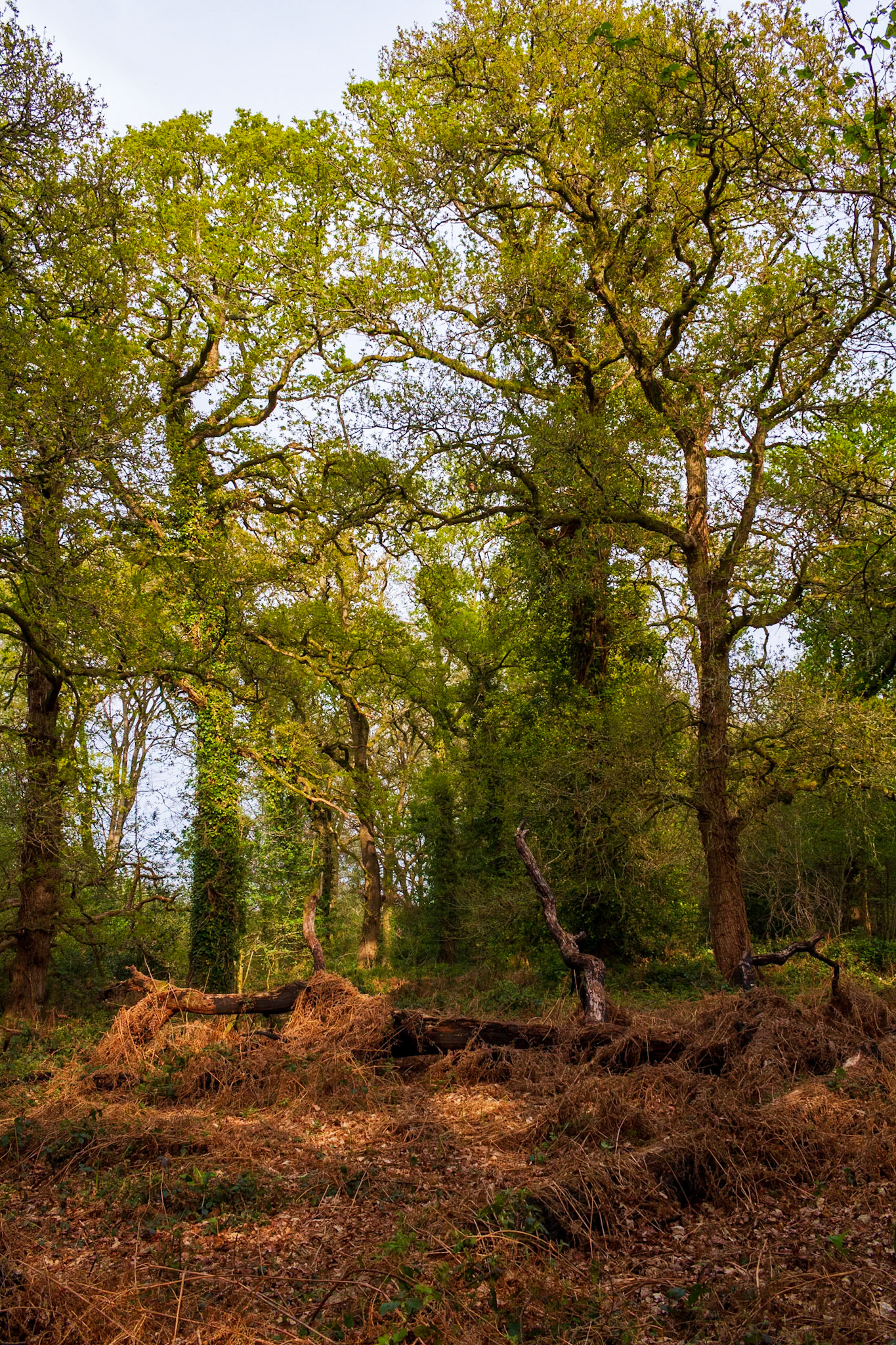Knight Wood