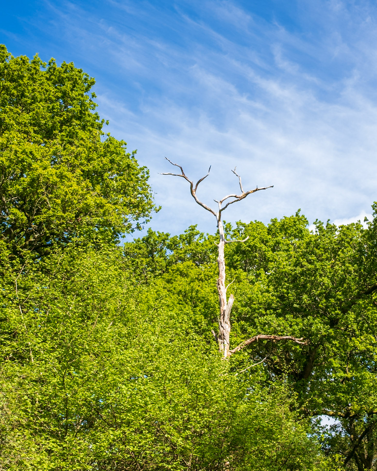Knight Wood