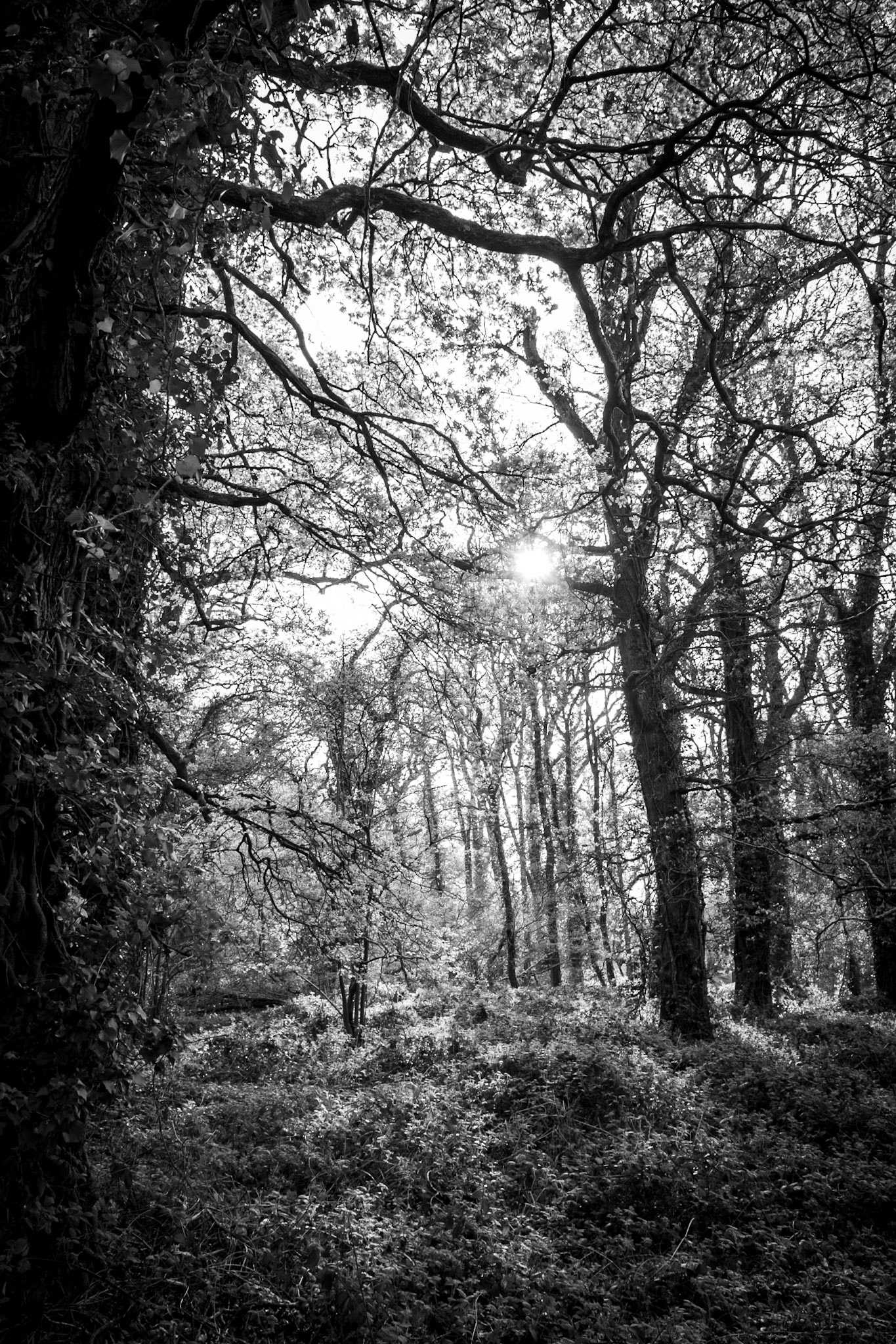 Knight Wood