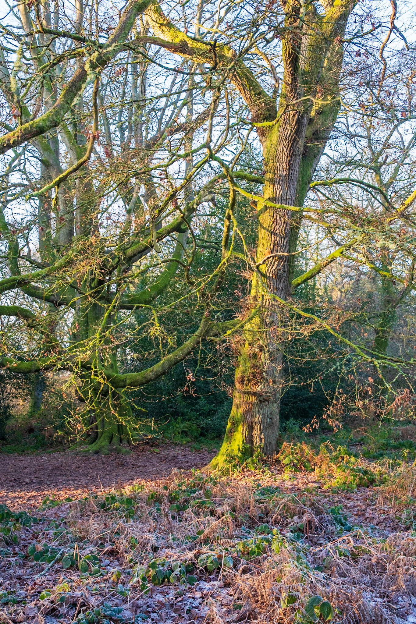 Knight Wood