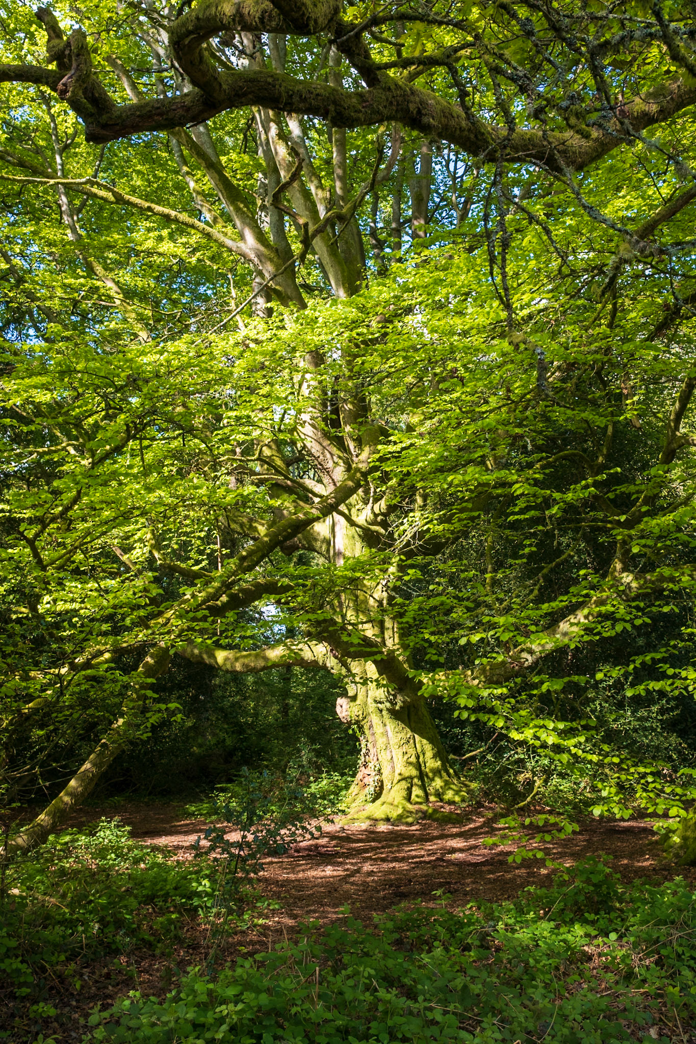 Knight Wood