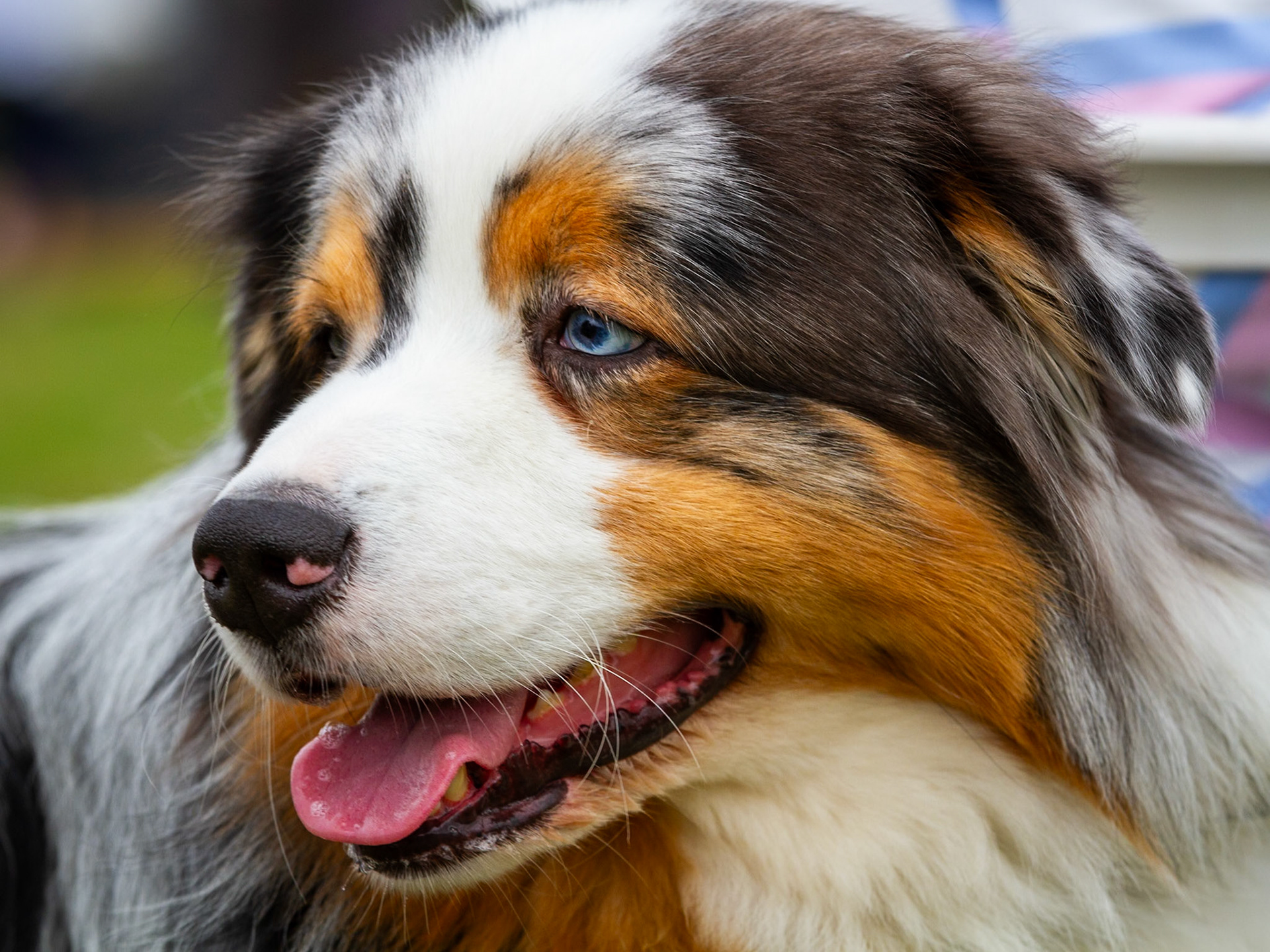 Dog Show
