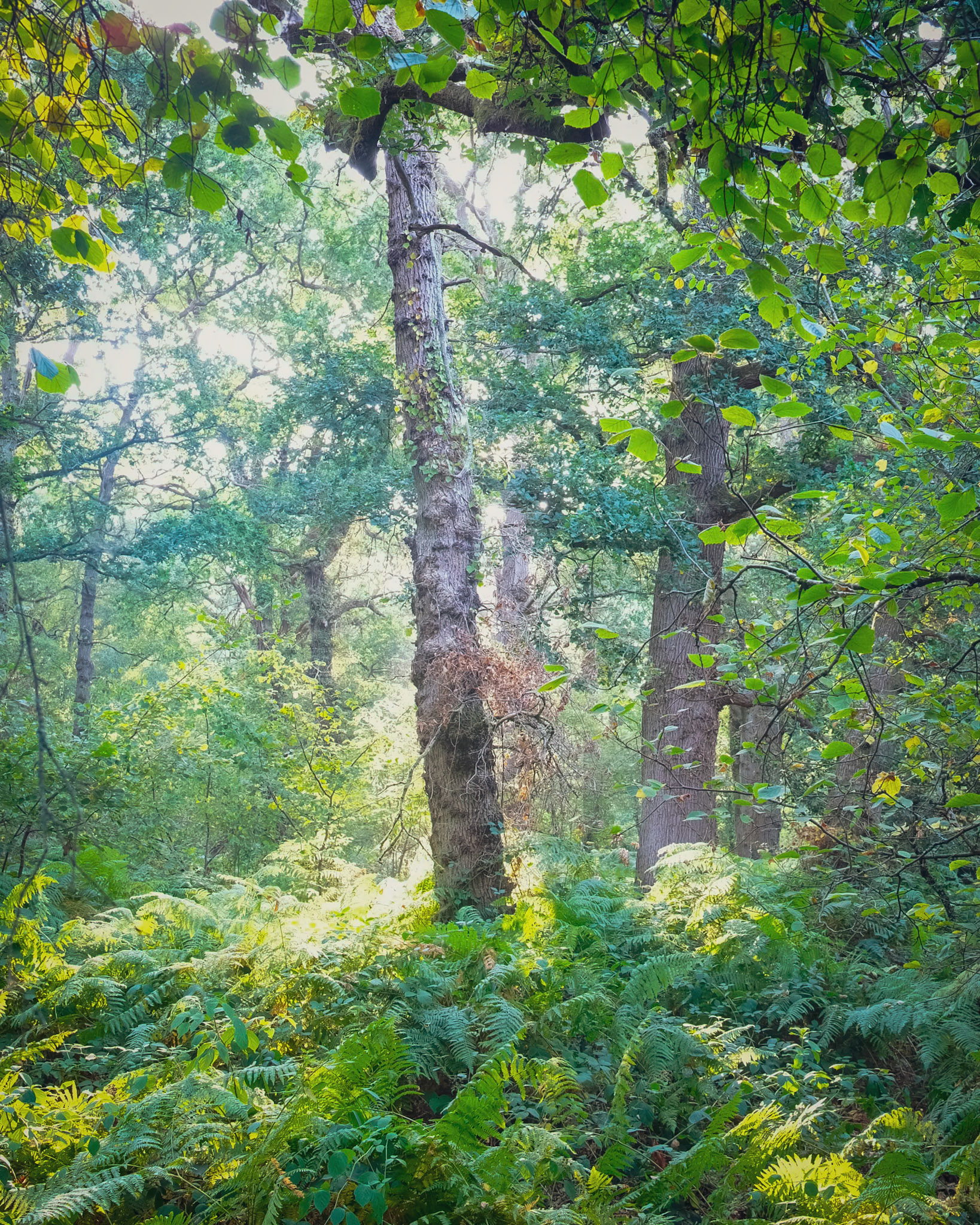 Knight Wood