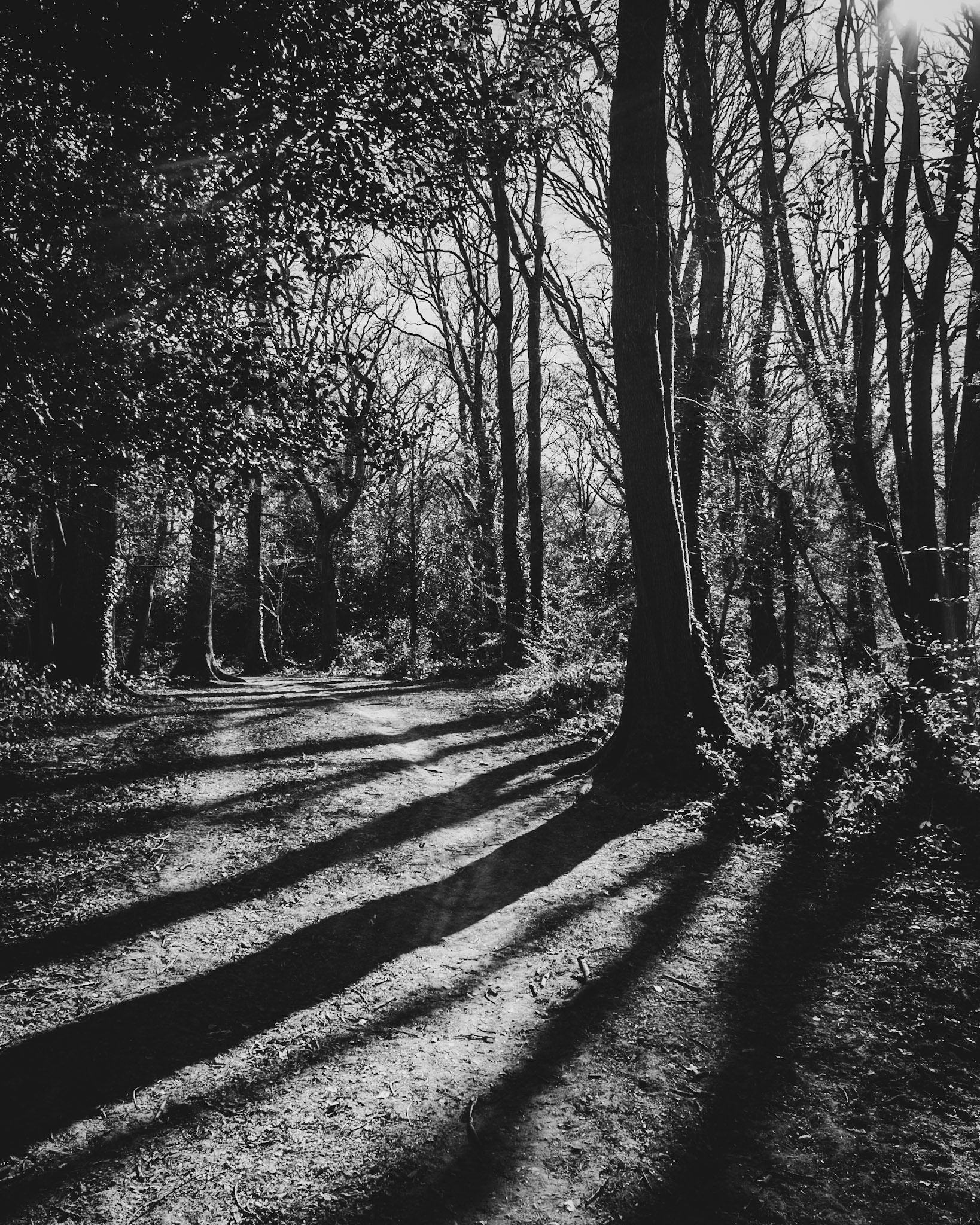 Knight Wood
