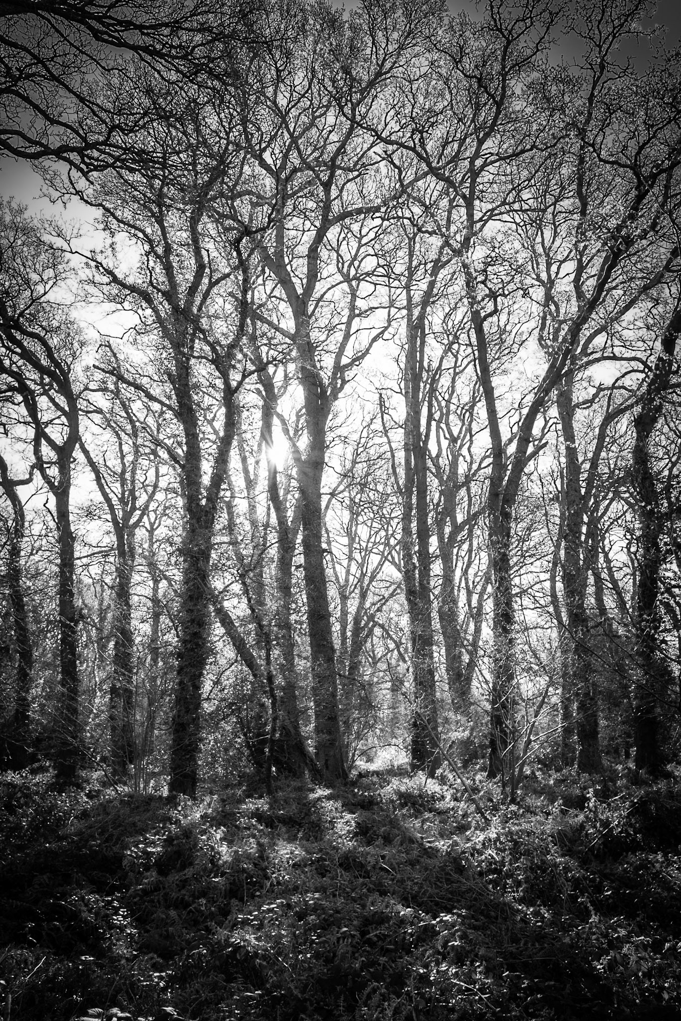 Knight Wood