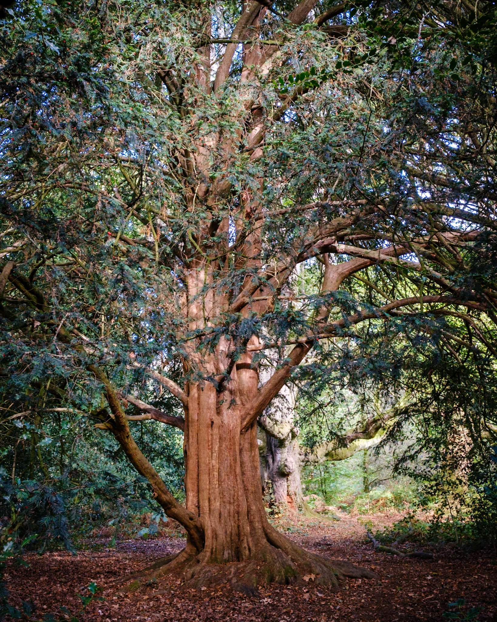 Knight Wood