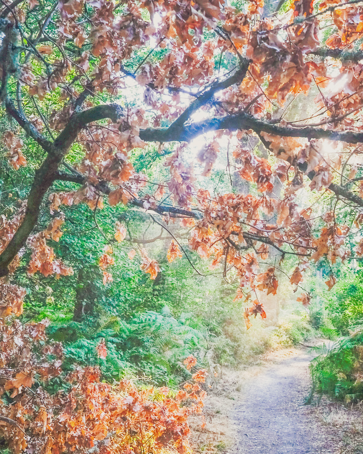 Knight Wood