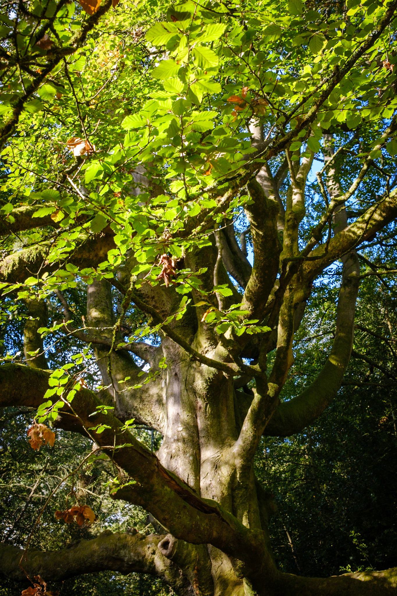 Knight Wood