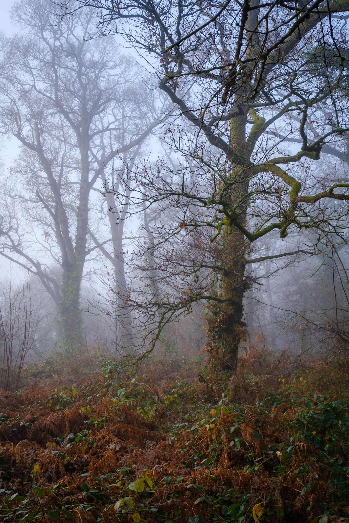 Knight Wood