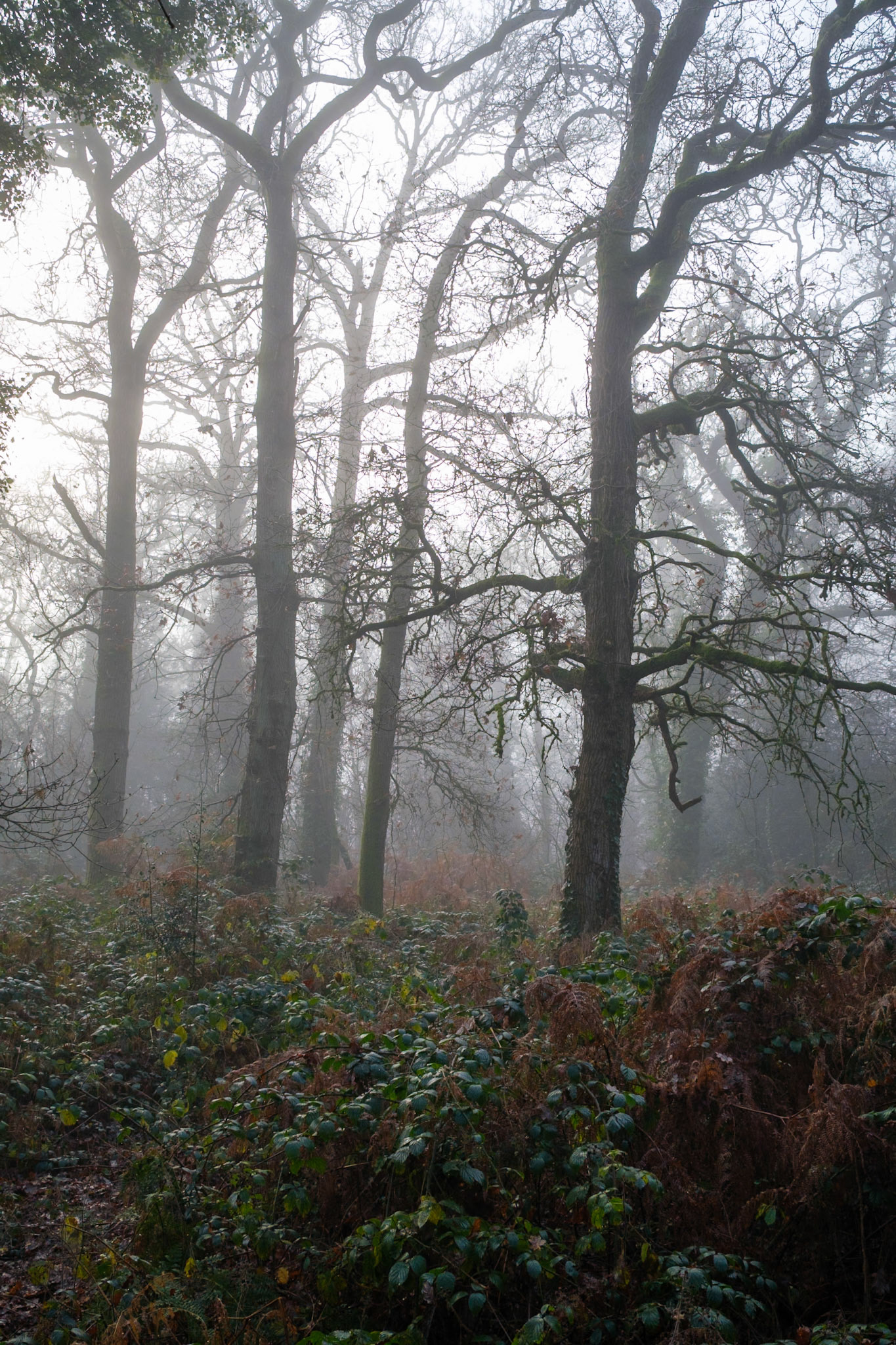 Knight Wood