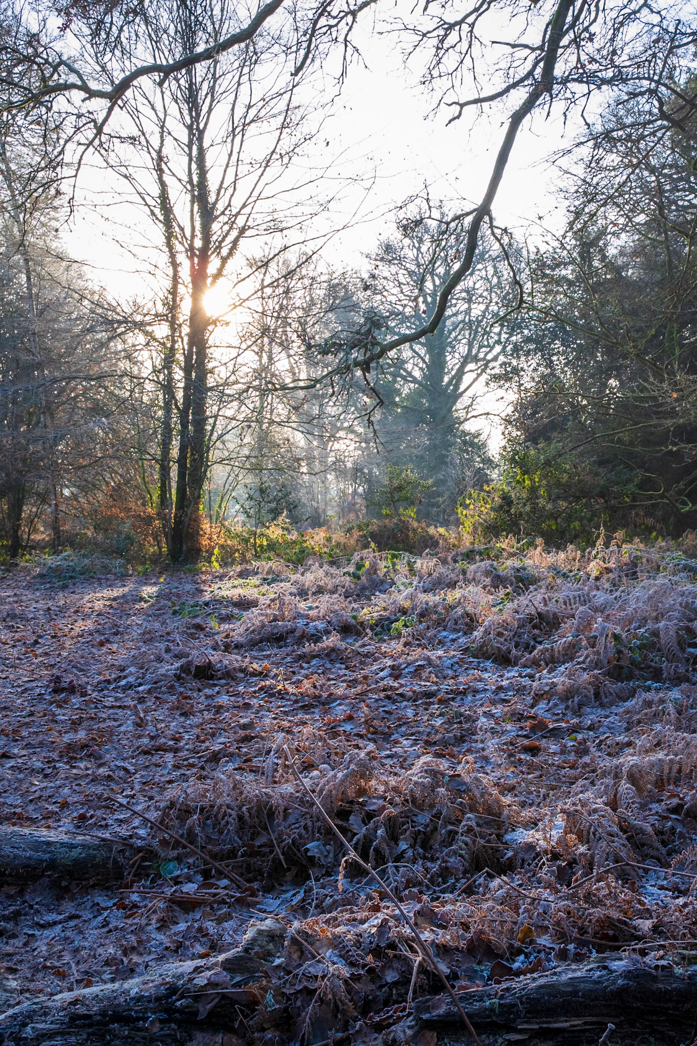 Knight Wood