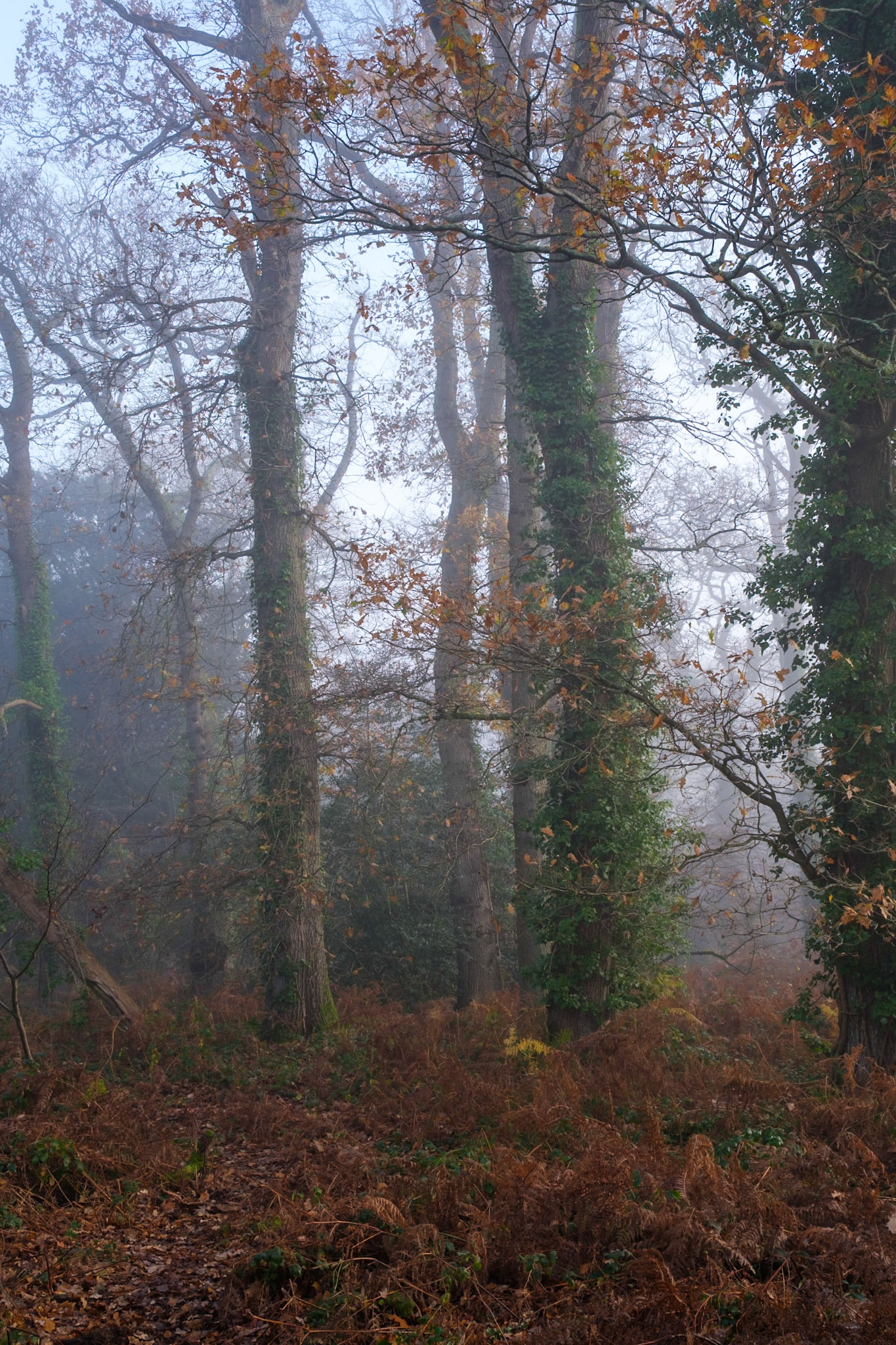 Knight Wood