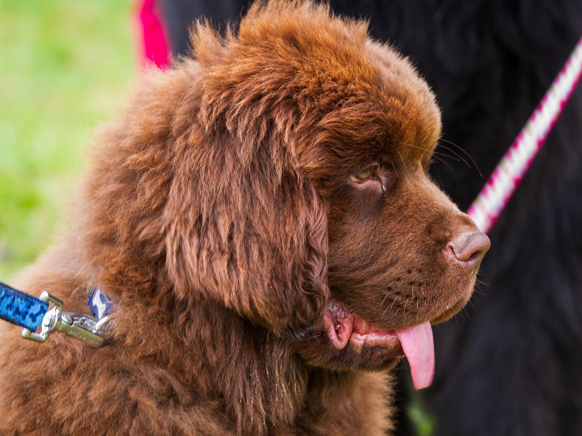 Dog Show