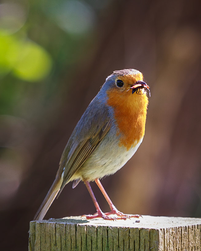 A robin