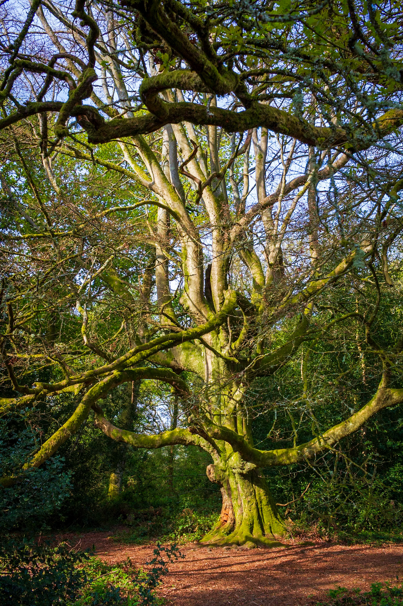 Knight Wood