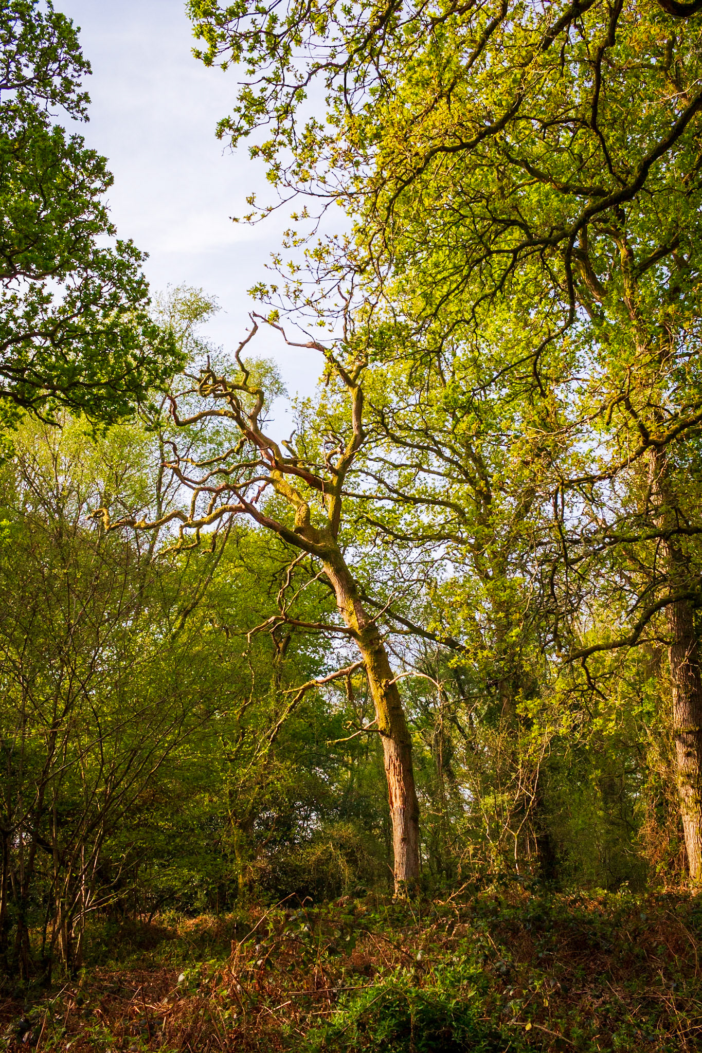 Knight Wood