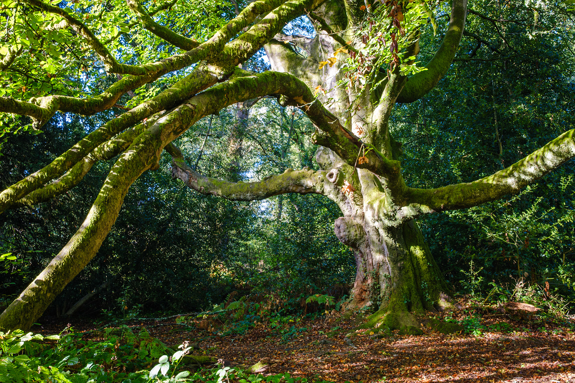 Knight Wood