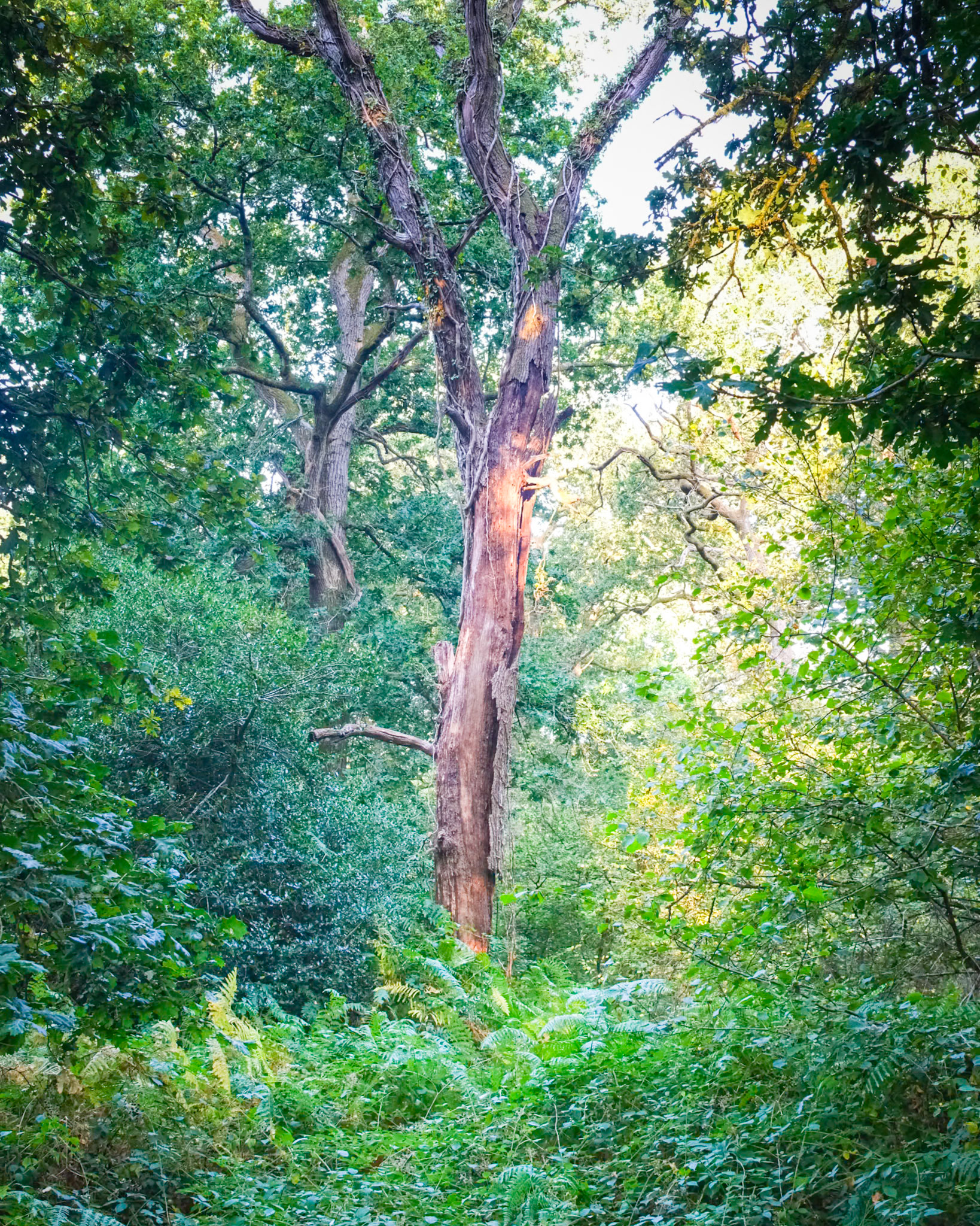 Knight Wood