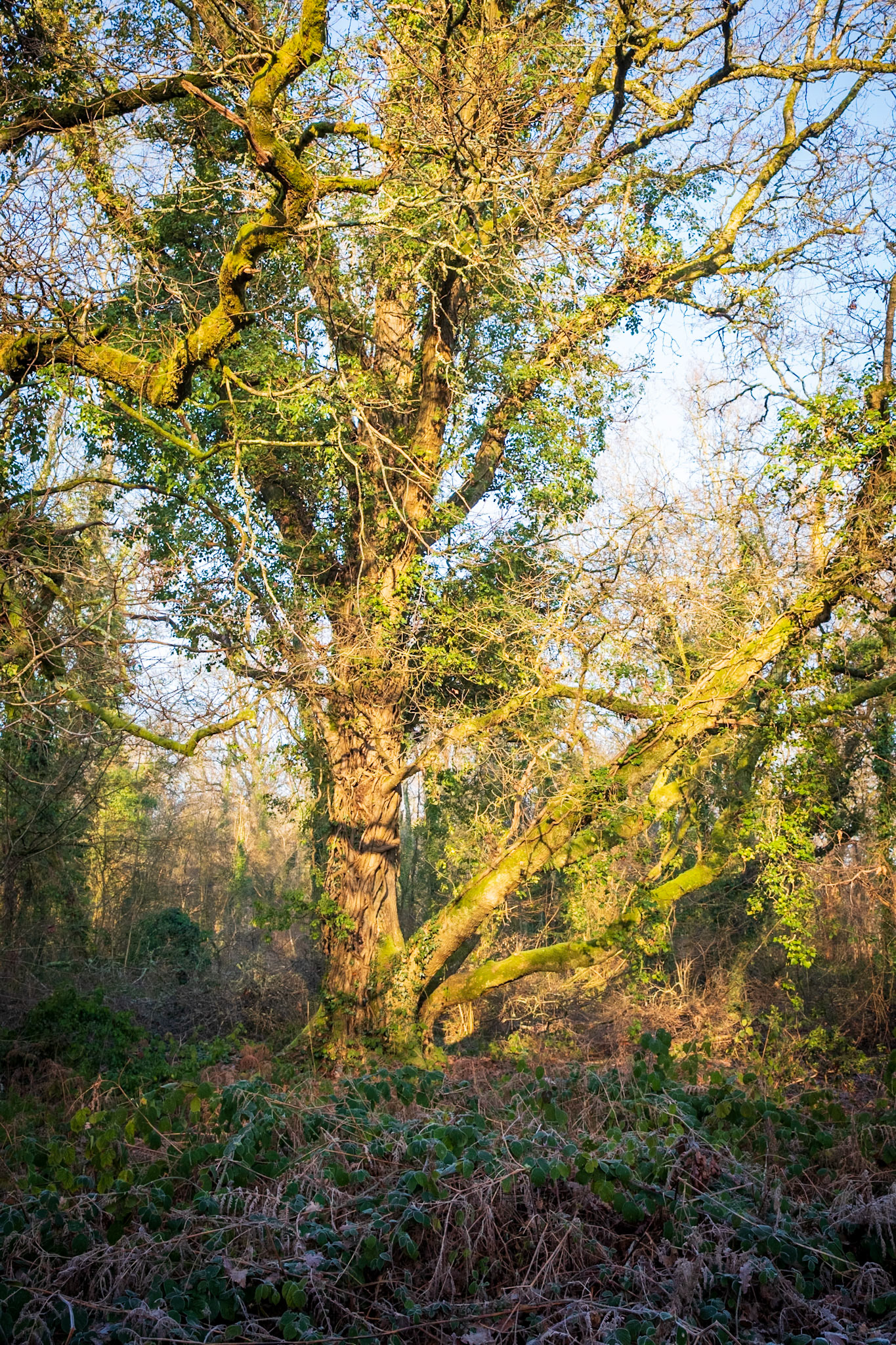 Knight Wood