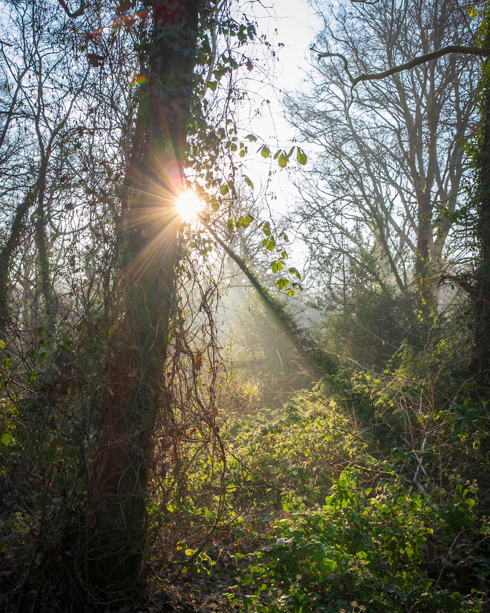 Knight Wood