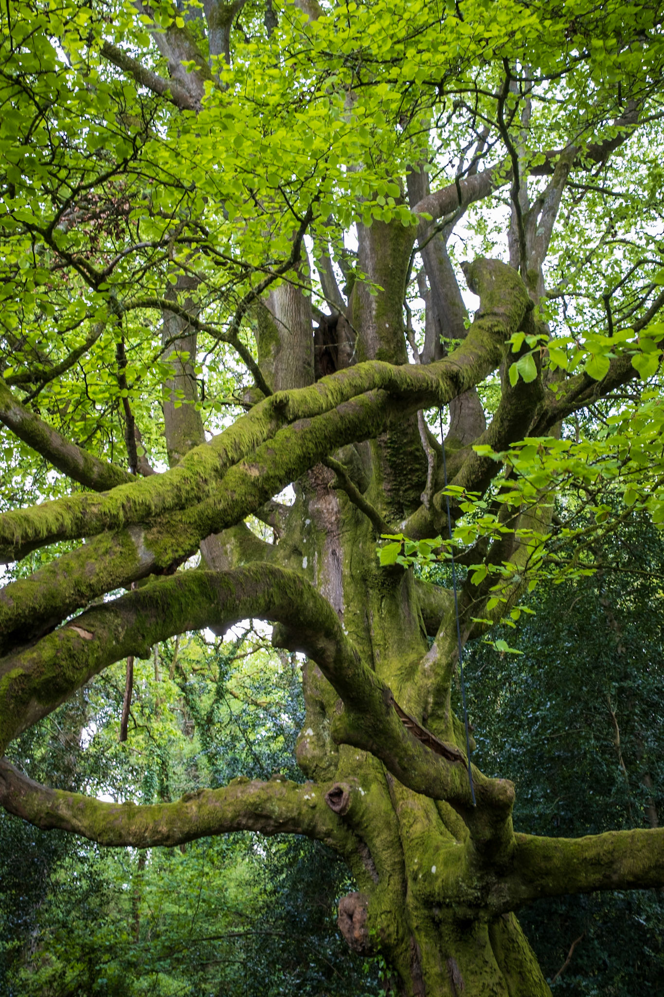 Knight Wood