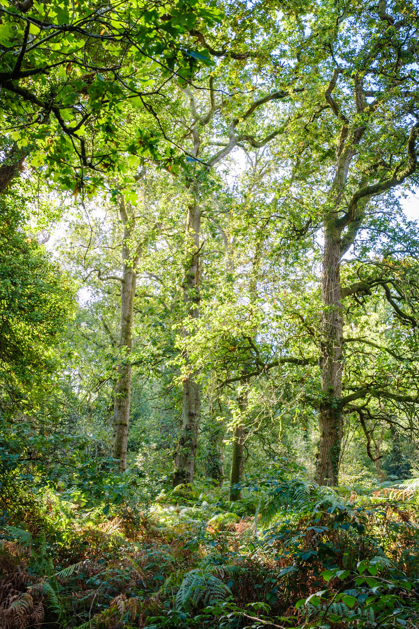 Knight Wood