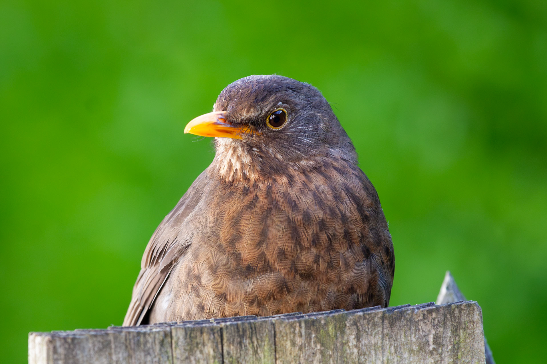 Mrs Blackbird