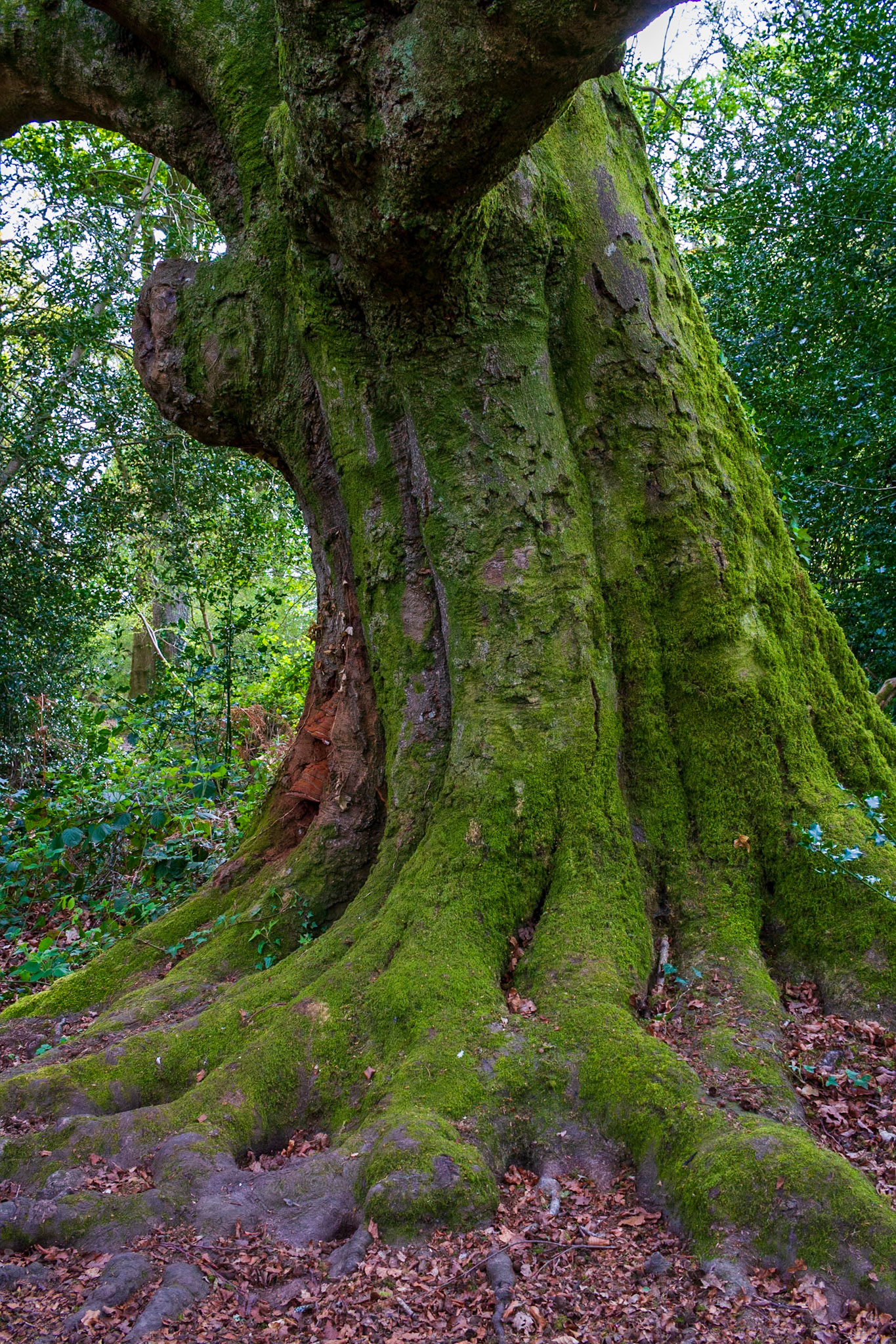 Knight Wood