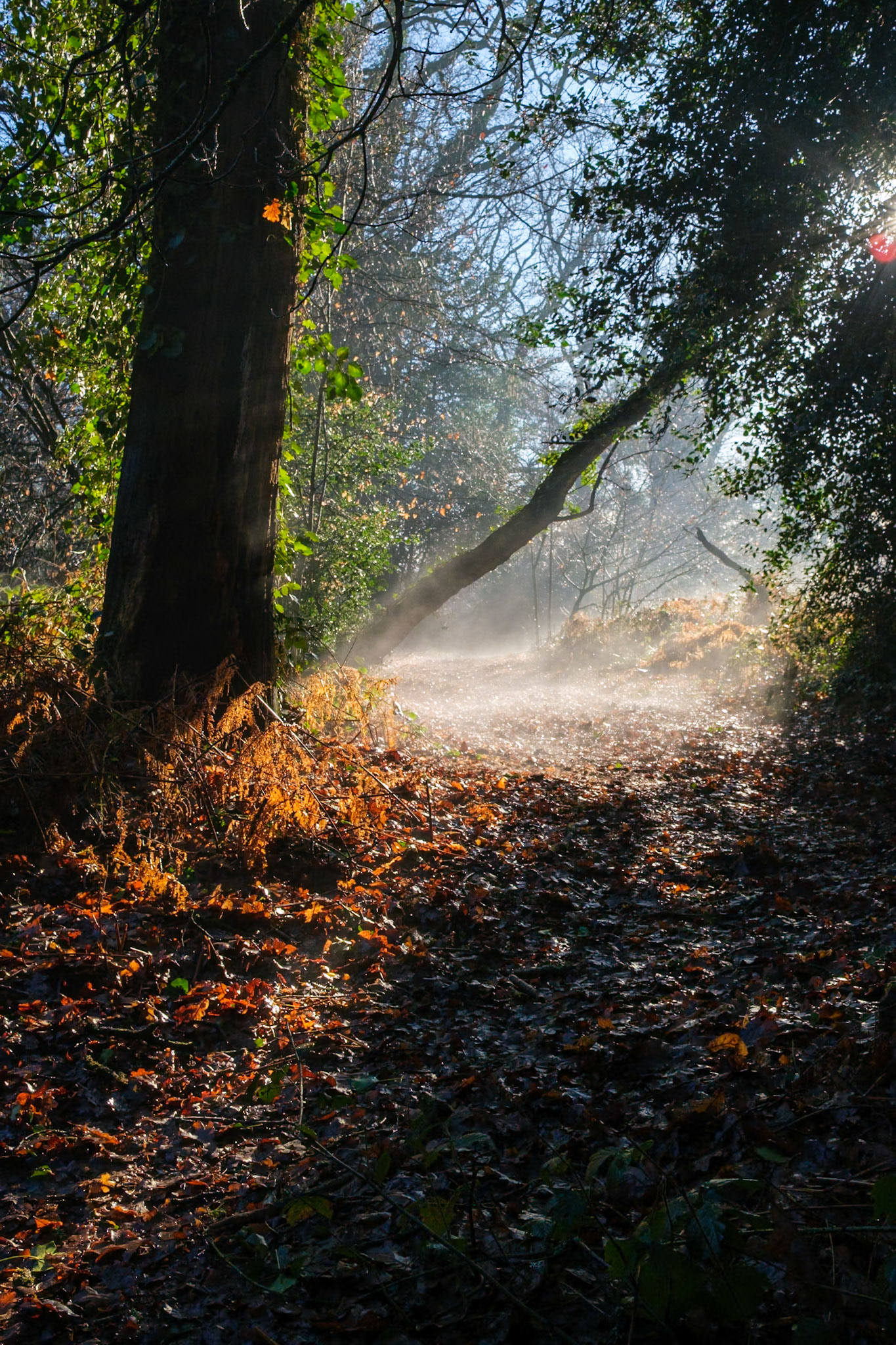 Knight Wood