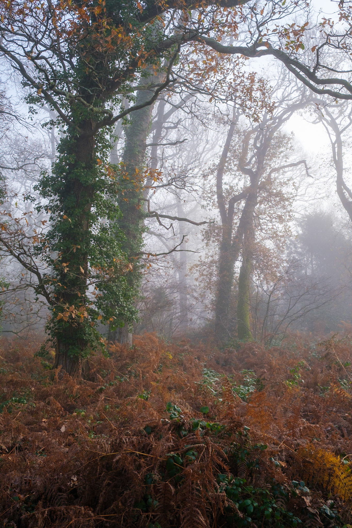 Knight Wood
