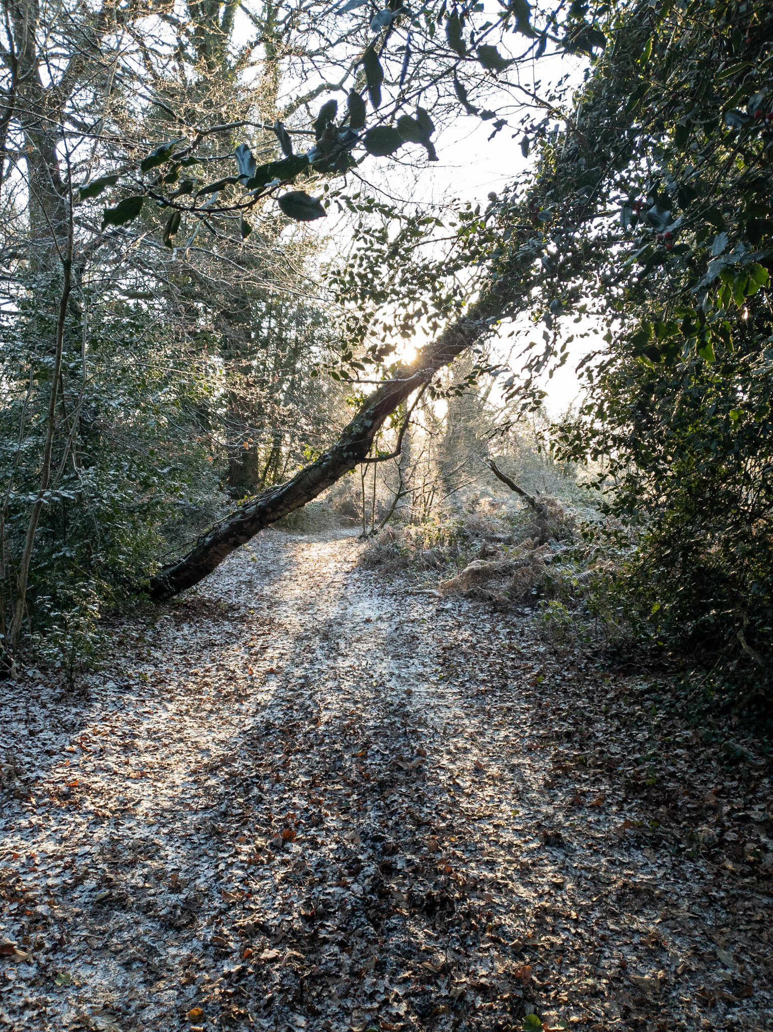 Knight Wood