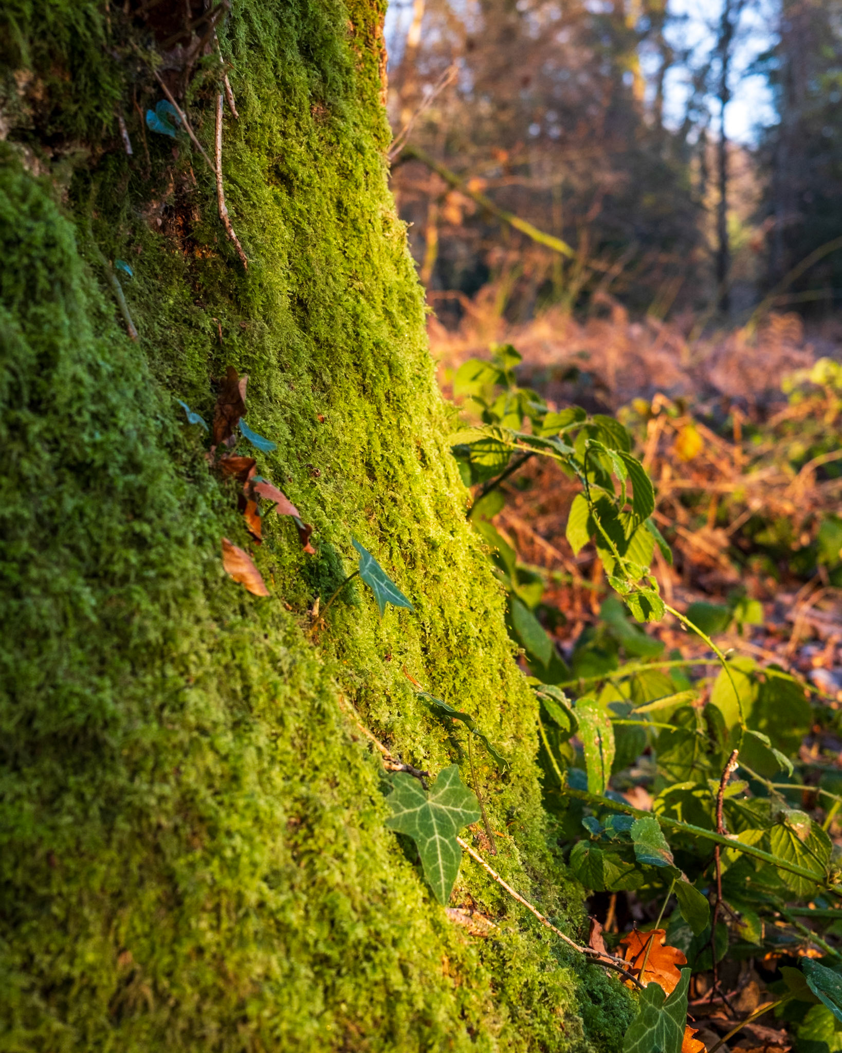 Knight Wood