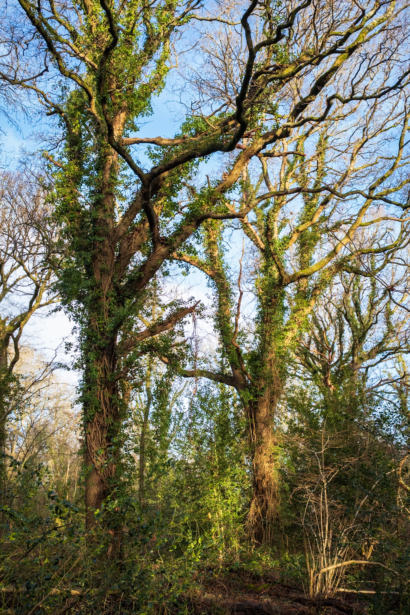 Knight Wood