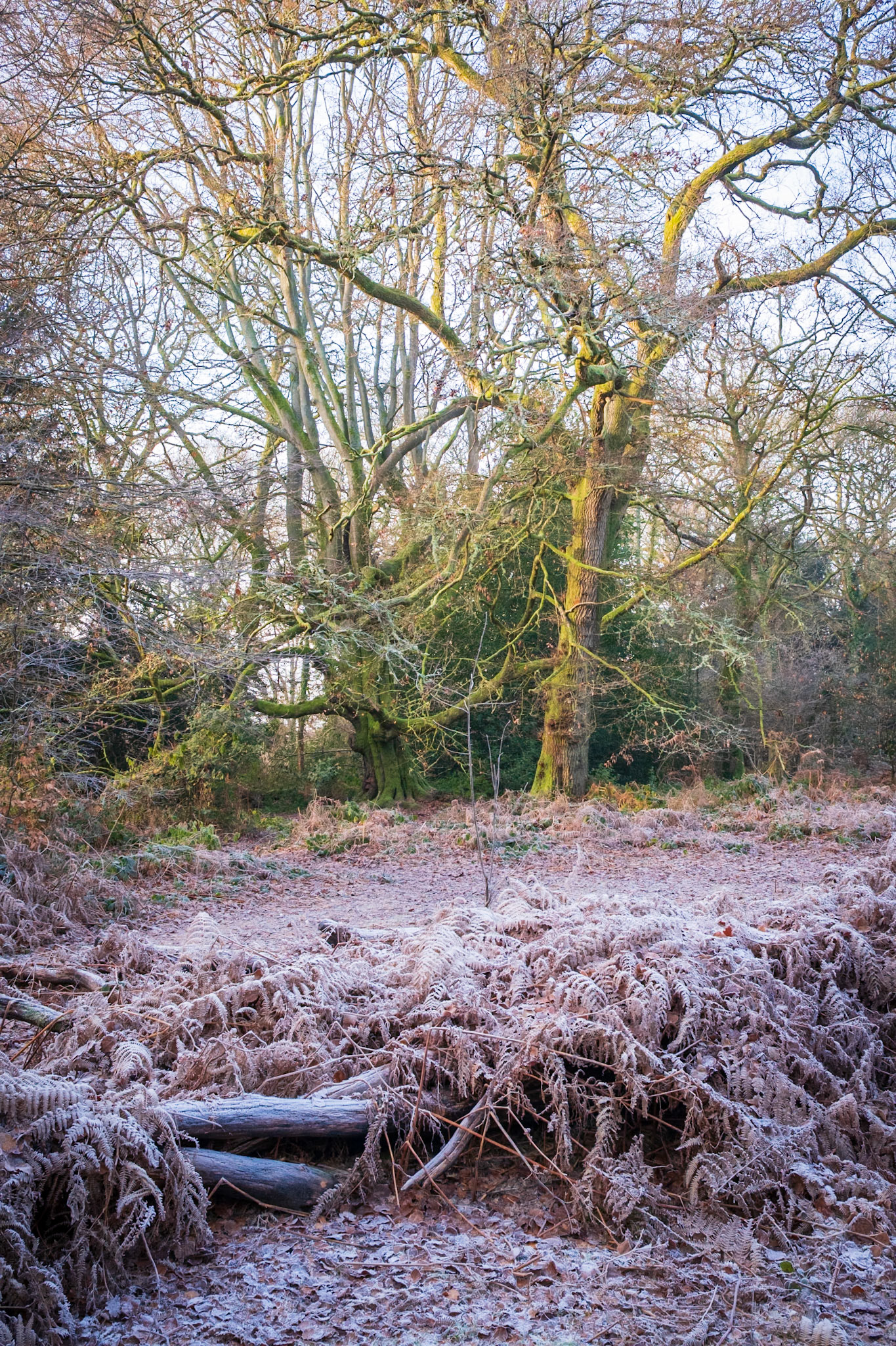 Knight Wood