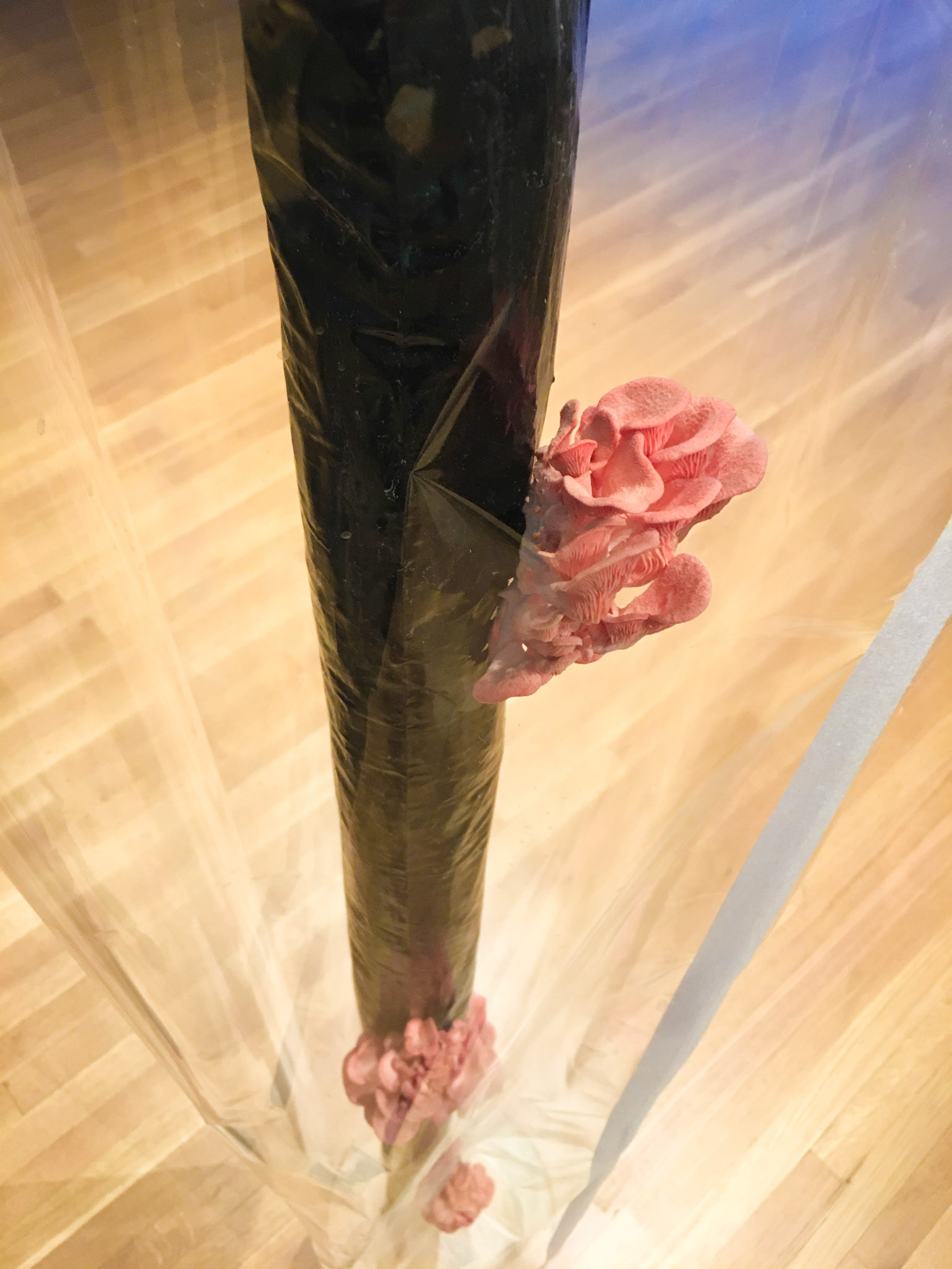 Melanie Klein Bottle (Oyster Mushrooms), 2019.