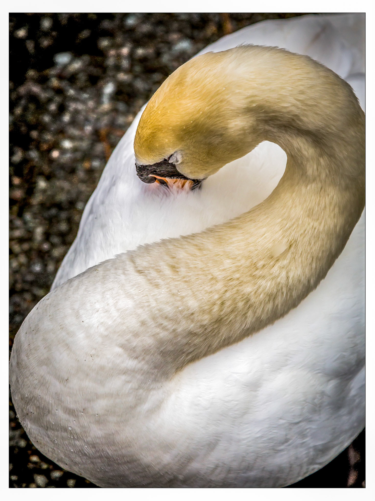 Preening time