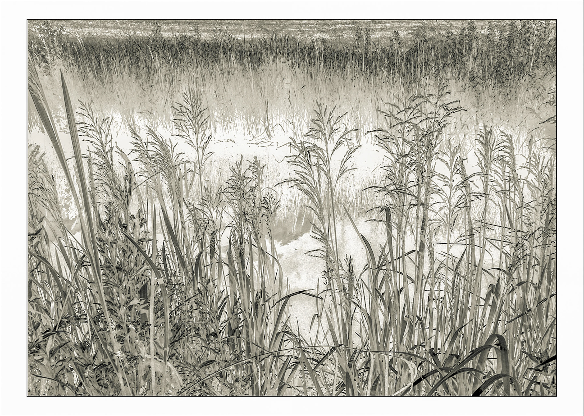 Canal Reeds